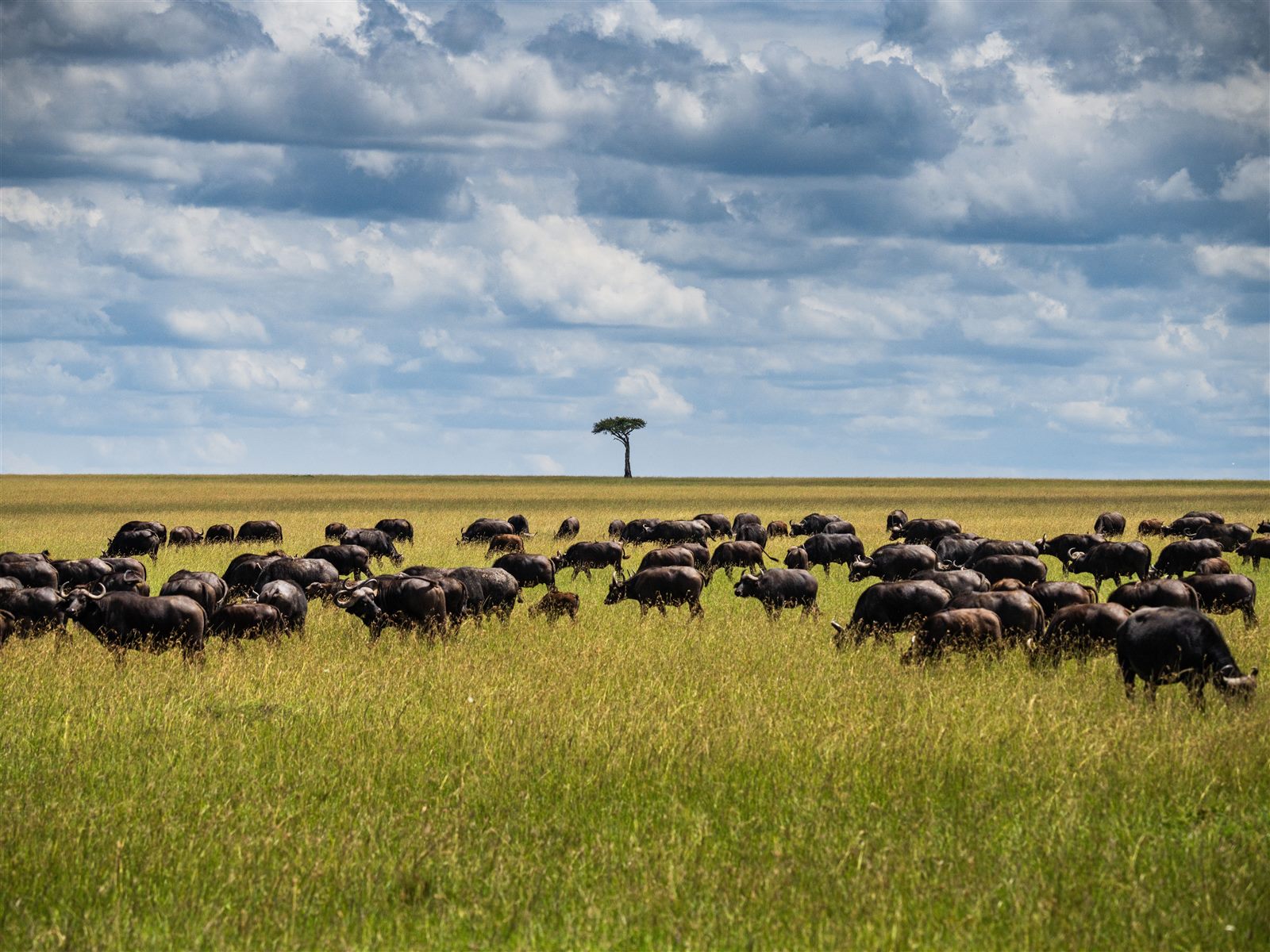 Buffalo herd grazing on the Maasai Mara plains beneath a wide sky