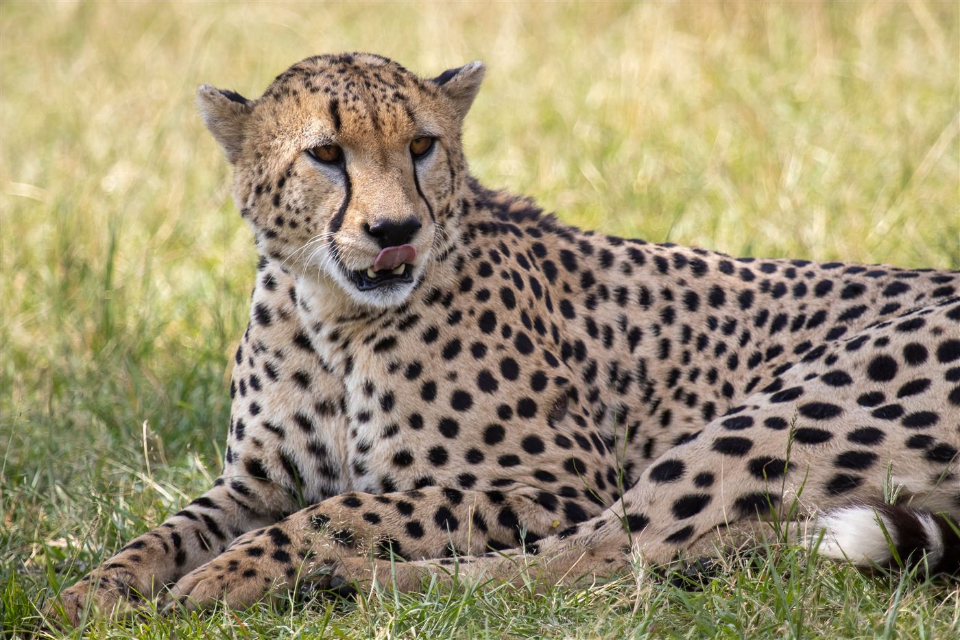 Cheetah resting in the grass on a Maasai Mara game drive