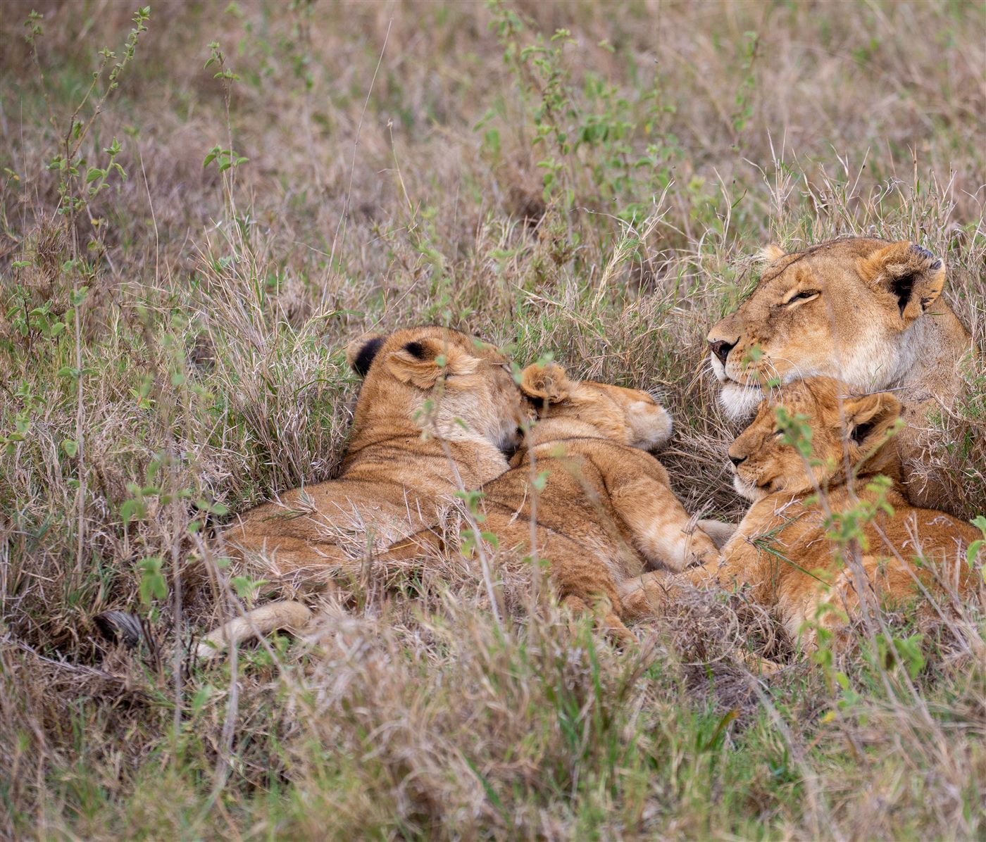 Lioness resting with cubs in the Maasai Mara long grass